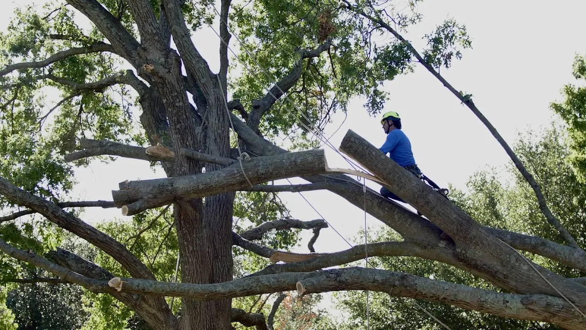 Professional Crown Thinning performed by certified arborists in Evansdale