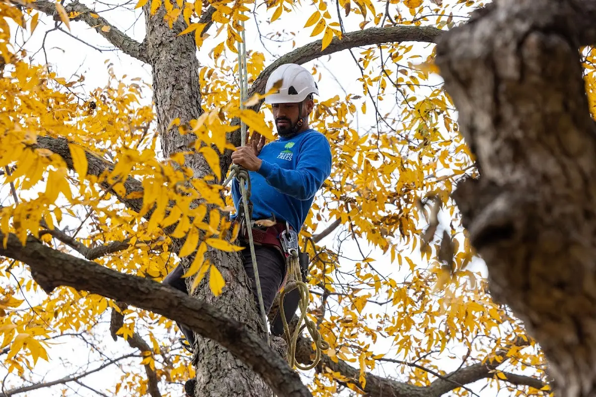 Skilled Tree Planing crew working in Evansdale