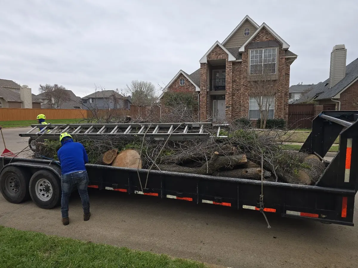 Expert Tree Removal with proper safety equipment in Evansdale